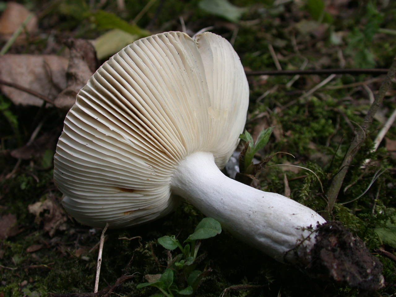 Pectinatoides ...!!!